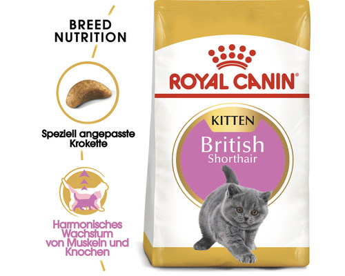 Royal Canin Katzenfutter für Britisch Kurzhaar Kitten