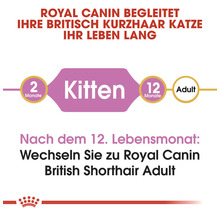 Royal Canin begleitet Ihre Britisch Kurzhaar Katze ihr Leben lang: Futter für Kitten von 2 bis 12 Monate, danach Futter für adulte Katzen.