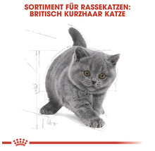 Royal Canin Katzenfutter für Britisch Kurzhaar Katzen
