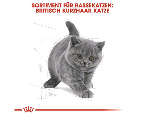 Royal Canin Katzenfutter für Britisch Kurzhaar Katzen