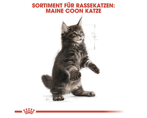 Maine Coon Katze Sortiment für Rassekatzen