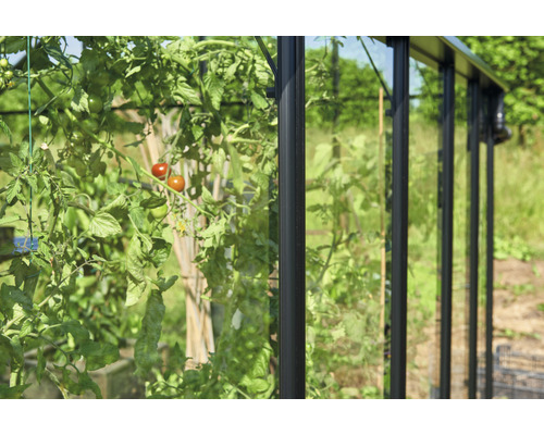 Detailansicht eines Gewächshauses mit Tomatenpflanzen im Inneren