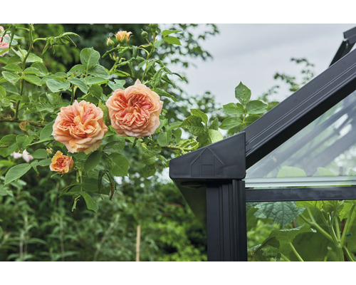 Nahaufnahme eines Gewächshauses mit Rosen im Garten