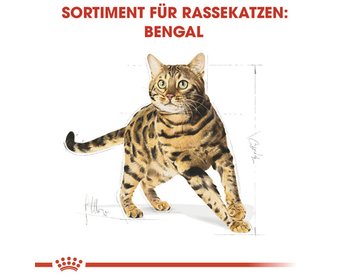 Bengal Katze für Rassekatzen Sortiment