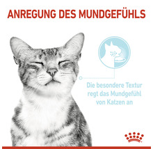 Katze frisst Katzenfutter zur Anregung des Mundgefühls