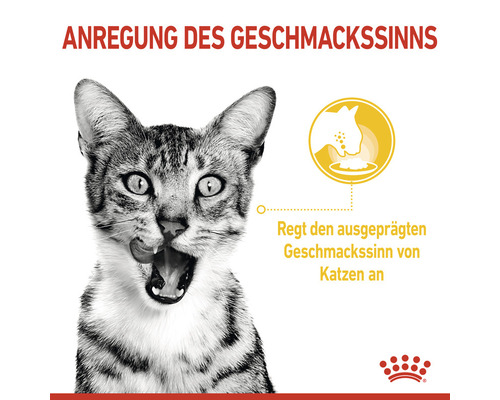 Katze regt den Geschmackssinn an