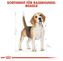 Hundefutter trocken, ROYAL CANIN Beagle Adult 3 kg