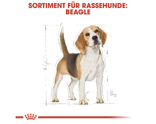Sortiment für Rassehunde: Beagle