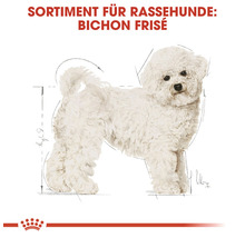 Bichon Frisé Rassehunde Sortiment Darstellung