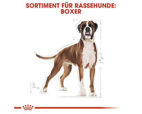 Illustration eines Boxers