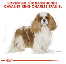 Cavalier King Charles Spaniel Illustration