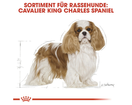 Cavalier King Charles Spaniel Illustration