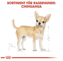 Chihuahua Rassehunde Sortiment