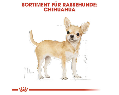 Illustration eines Chihuahuas als Sortiment für Rassehunde