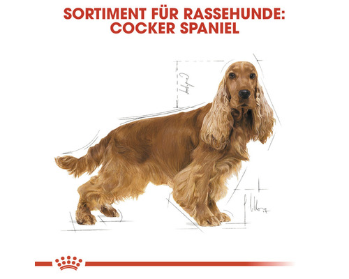 Illustration eines Cocker Spaniels für Rassehunde-Produkte