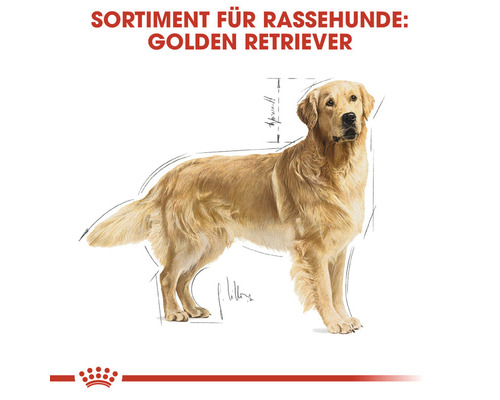 Illustration eines Golden Retrievers für Rassehundefutter