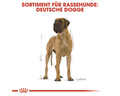 Deutsche Dogge für Rassehunde