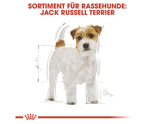 Illustration eines Jack Russell Terriers für Hundefutter Sortiment