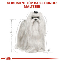 Illustration eines Malteser Hundes