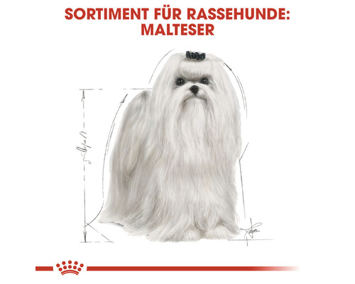 Illustration eines Malteser Hundes für Rassehunde Sortiment