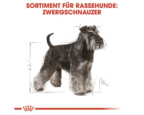 Illustration eines Zwergschnauzers.