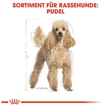 Hundefutter trocken, ROYAL CANIN Poodle 30, Pudel 0,5 kg