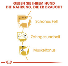 Hundefutter trocken, ROYAL CANIN Poodle 30, Pudel 0,5 kg