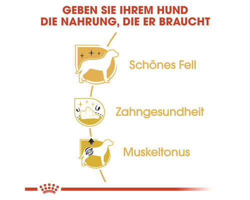 Grafische Darstellung zur Hundeernährung für schönes Fell, Zahngesundheit und Muskeltonus