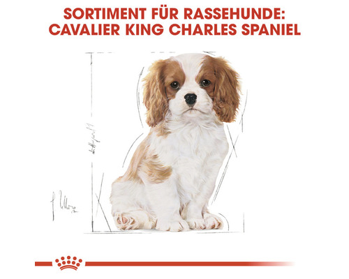 Cavalier King Charles Spaniel Sortiment für Rassehunde