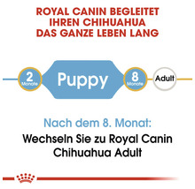 Royal Canin begleitet Ihren Chihuahua das ganze Leben lang: Grafik zur Fütterung von Chihuahua Welpen und ausgewachsenen Hunden