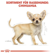 Chihuahua Rassehund Illustration
