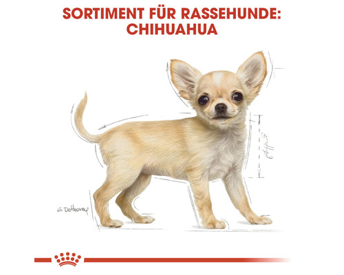 Chihuahua Rassehund Illustration
