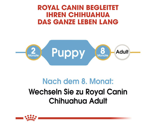 Royal Canin begleitet Ihren Chihuahua das ganze Leben lang. Fütterungsempfehlung: Bis zum achten Monat Puppy Futter, danach Adult Futter.