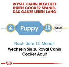 Royal Canin begleitet Ihren Cocker Spaniel das ganze Leben lang. Welpe: 2 bis 12 Monate, danach wechseln Sie zu Royal Canin Cocker Adult.