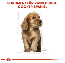 Illustration eines Cocker Spaniel Welpen für Rassehunde Futter