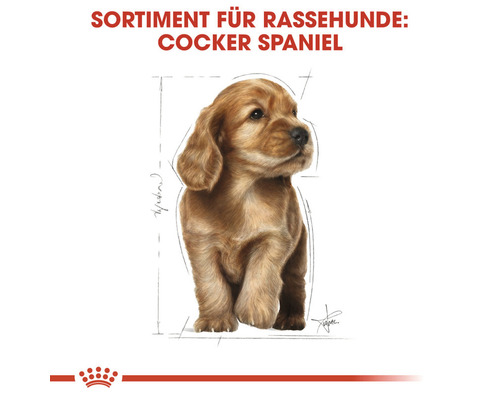 Illustration eines Cocker Spaniel Welpen für Rassehunde Futter