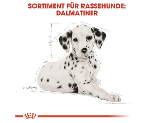 Illustration eines Dalmatinerwelpen für Rassehundefutter