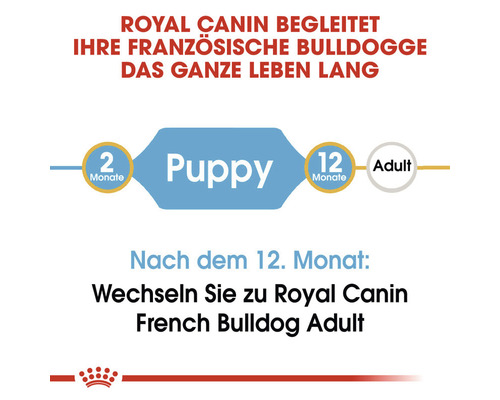 Royal Canin begleitet Ihre französische Bulldogge das ganze Leben lang. Grafik zeigt Fütterungsempfehlung von zwei Monaten Puppy bis zwölf Monate Adult.