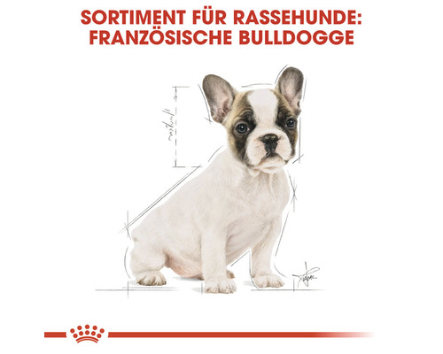 Illustration einer Französischen Bulldogge für Rassehunde Produkte