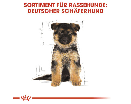 Deutscher Schäferhund Welpe für Hunderassensortiment