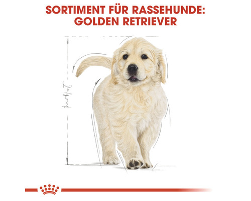 Golden Retriever Welpe für Rassehunde
