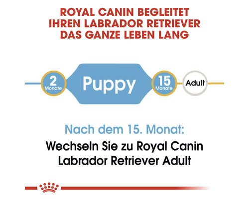 Royal Canin Labrador Retriever life cycle diagram: puppy, adult