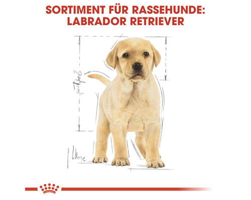Labrador Retriever Welpe für Rassehunde