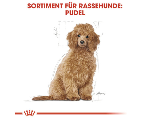 Abbildung eines Pudels für das Hundefutter Sortiment