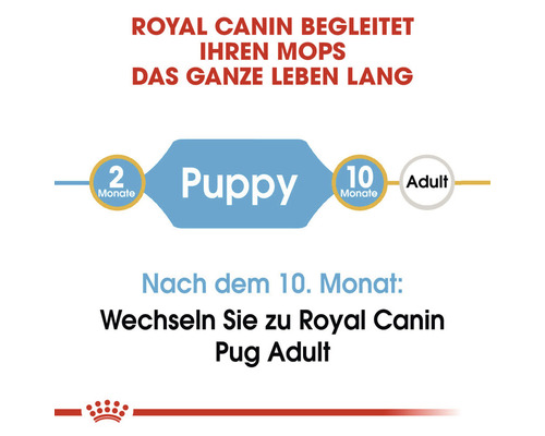 Royal Canin begleitet Ihren Mops das ganze Leben lang. Welpenfutter bis zum 10. Monat, danach Futter für erwachsene Möpse.