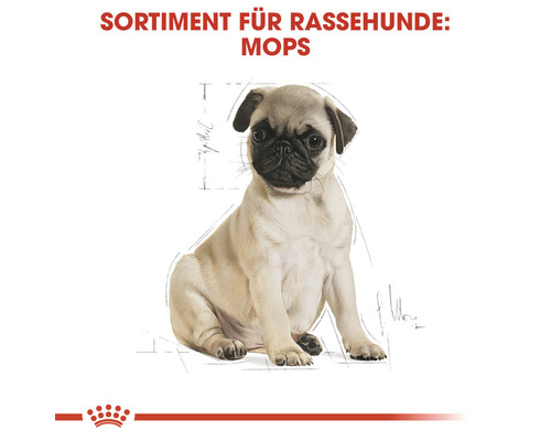 Mops Welpe für Rassehunde Futter