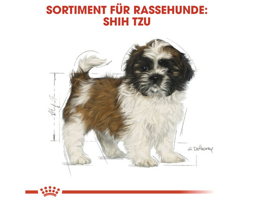 Illustration eines Shih Tzu Hundes für Rassehunde Sortiment