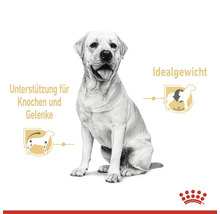 Abbildung eines sitzenden Hundes mit Hinweisen zur Unterstützung von Knochen, Gelenken und zum Erreichen des Idealgewichts