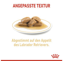 Hundenahrung auf einem Teller für Labrador Retriever