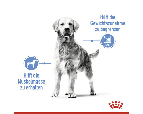 Illustration eines Golden Retrievers mit Hinweisen zur Gewichtskontrolle und zum Erhalt der Muskelmasse